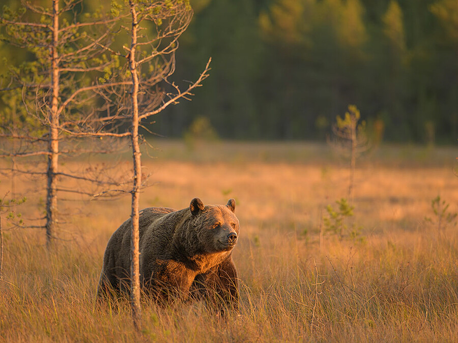 BROWN BEAR IN AUTUMN FINLAND